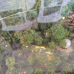 Mandai Development Diorama - Bird Park Close-up