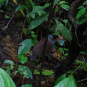 Buff-fronted quail-pigeon