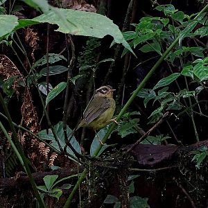 Three-striped warbler