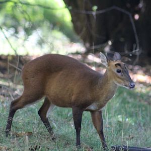 North Indian Muntjac