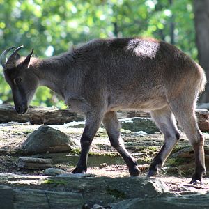 Himalayan Tahr