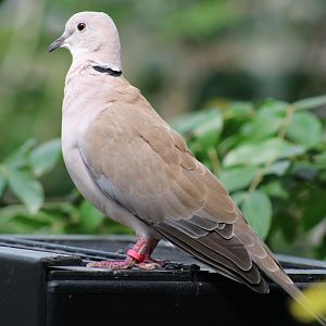 Eurasian Collared Dove
