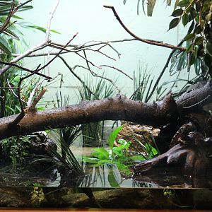 Chinese Crocodile Lizard Enclosure