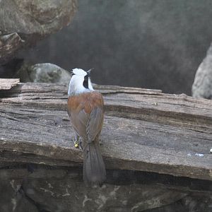 White-Crested Laughingthrush