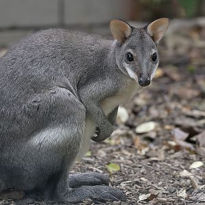Dusky pademelon