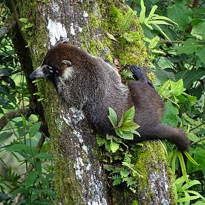 White-nosed coati