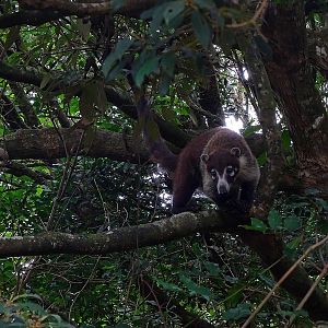 White-nosed coati