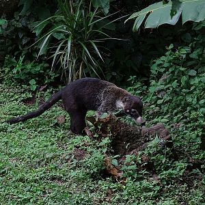 White-nosed coati