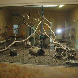 Rostock Zoo - Old World monkey house - Patas monkey exhibit