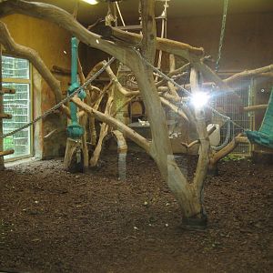 Rostock Zoo - Old World monkey house - Macaque exhibit