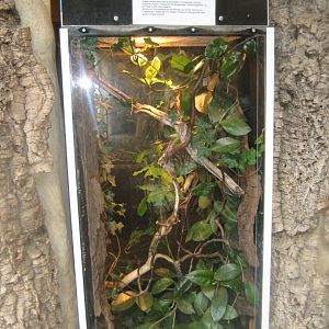 Rostock Zoo - Old World monkey house - Stick insect exhibit