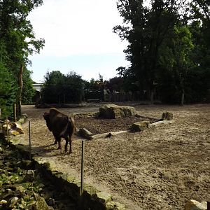 Part of bison paddock