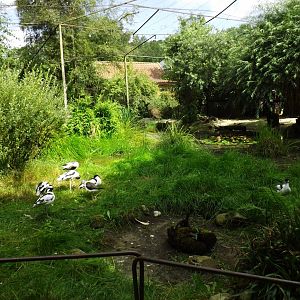 Part of wader avairy