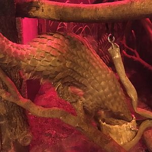 Tree Pangolin