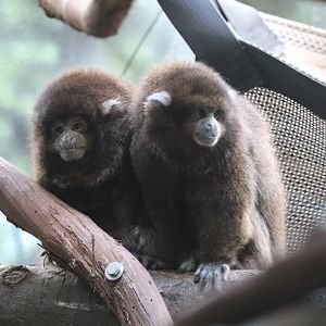 Rare Animal Conservation Center - Bolivian Gray Titi Monkey