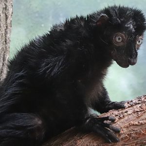Rare Animal Conservation Center - Blue-Eyed Black Lemur - Stewart