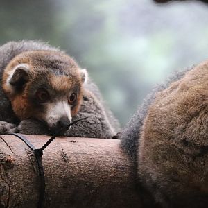 Rare Animal Conservation Center - Mongoose Lemur
