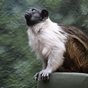 Rare Animal Conservation Center - Pied Tamarin