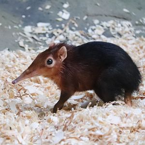 Rare Animal Conservation Center - Black and Rufous Elephant Shrew