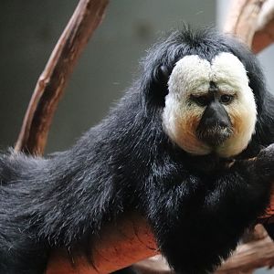 Rare Animal Conservation Center - White-Faced Saki Monkey