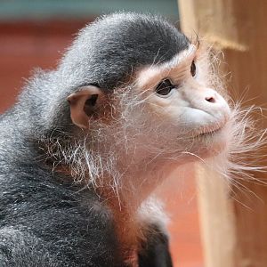 Rare Animal Conservation Center - Red-Shanked Douc Langur - Toi