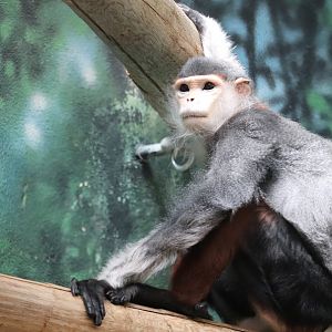 Rare Animal Conservation Center - Red-Shanked Douc Langur - Toi