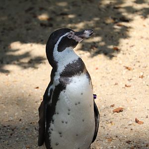 Bird Valley - Humboldt Penguin