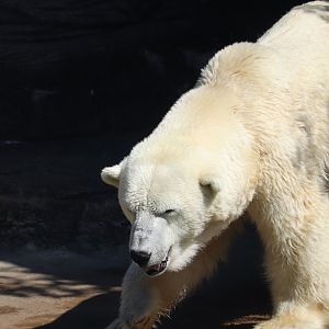 Bear Country - Polar Bear - Coldilocks