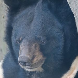 Bear Country - Asiatic Black Bear - Ben
