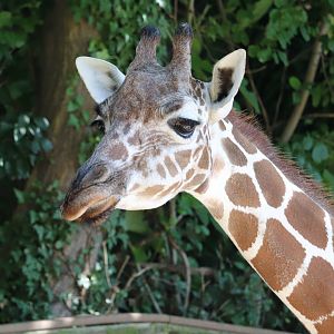 African Plains - Reticulated Giraffe