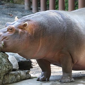 African Plains - Common Hippopotamus