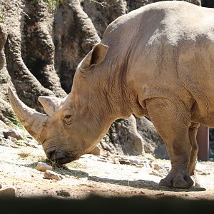 African Plains - Southern White Rhinoceros