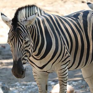 African Plains - Plains Zebra