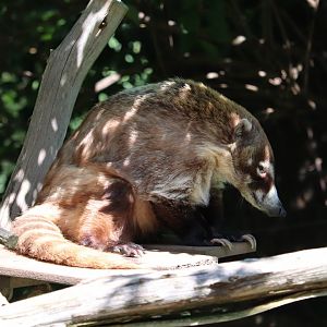 Carnivore Kingdom - White-Nosed Coati