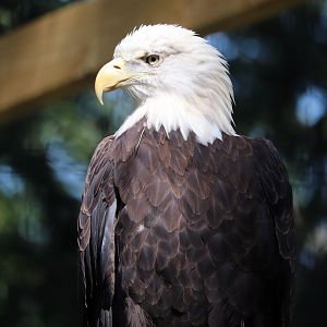 Raptor Ridge - Northern Bald Eagle