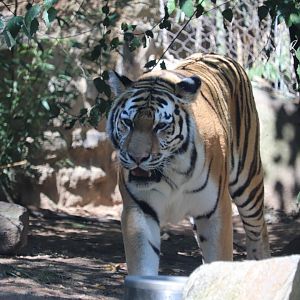 Keybank Big Cat Falls - Amur Tiger