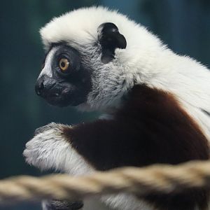 Peco Primate Reserve - Coquerel's Sifaka