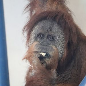 Peco Primate Reserve - Sumatran Orangutan