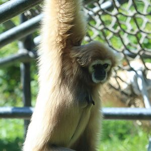 Peco Primate Reserve - White-Handed Gibbon