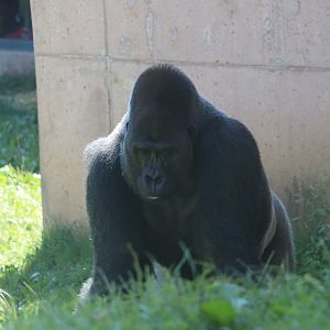 Peco Primate Reserve - Western Lowland Gorilla