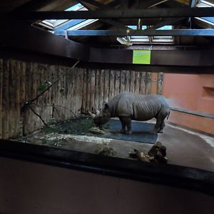 Rhino House