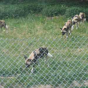 African Hunting Dogs
