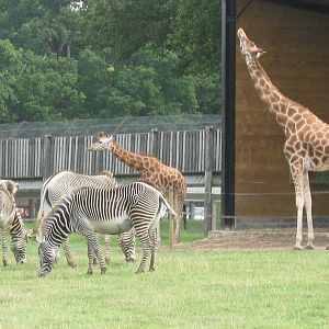 Giraffes and Grevy's Zebras