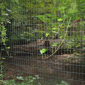 Rostock Zoo - Lynx exhibit