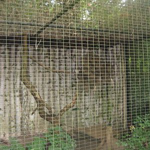 Rostock Zoo - Short-eared owl aviary