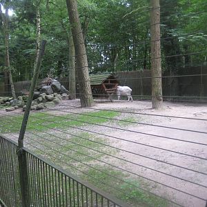 Rostock Zoo - Mountain goat exhibit