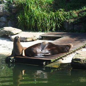 Sealions