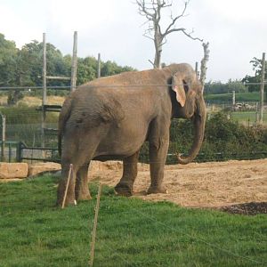 Beautiful One Of Anne The Asian Elephant