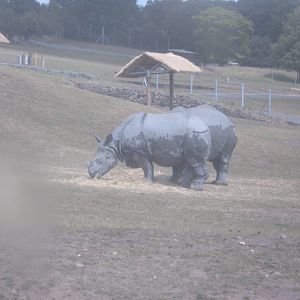 Indian Rhinos