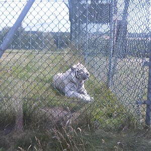 White Tiger